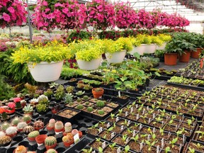 Many garden centres organize their plants with annuals and tropicals in the greenhouses. (File photo)