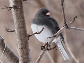 Dark-eyed juncos are one of our ten most common winter birds. In the spring they migrate north. (PAUL NICHOLSON, Special to Postmedia News)