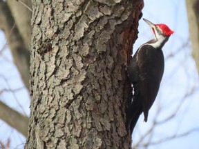 A pileated woodpecker is seened last week in the deciduous woods at Westminster Ponds by the Westminster Ponds Centre in south London. This species can be seen across Southwestern Ontario year round. PAUL NICHOLSON/SPECIAL TO POSTMEDIA NEWS