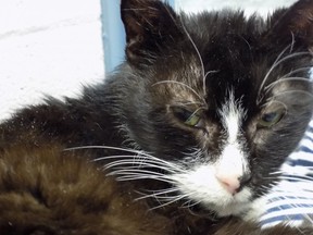 One of 17 cats surrendered along with one dog to the Stratford Perth Humane Society on Monday. Submitted photo