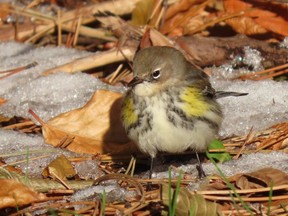 Middlesex County's first warbler posting of 2020 was a yellow-rumped warbler seen at Joany's Woods last weekend. PAUL NICHOLSON/SPECIAL TO POSTMEDIA NEWS
