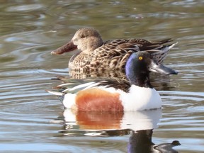 Both the male northern shoveler, foreground, and female have distinctive, chunky bills. Shovelers will be migrating through Southwestern Ontario until mid-May. PAUL NICHOLSON/SPECIAL TO POSTMEDIA NEWS