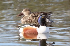 Both the male northern shoveler, foreground, and female have distinctive, chunky bills. Shovelers will be migrating through Southwestern Ontario until mid-May. PAUL NICHOLSON/SPECIAL TO POSTMEDIA NEWS