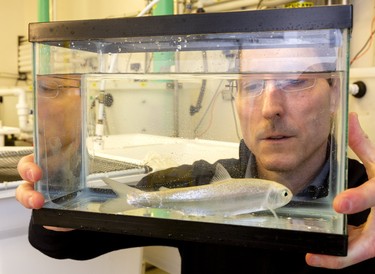 Western biology professor Bryan Neff looks an Atlantic salmon roughly two and half years old that is being grown in a lab on campus. The Atlantic salmon is the only salmon native to the Great Lakes, originally native in Lake Ontario, but was extirpated near the turn of the 1900's. (Mike Hensen/The London Free Press)