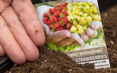 Strawberries for Seedy Saturday with Janeen Collins-Dera London Middlesex master gardener in London, Ont.  Mike Hensen/The London Free Press/Postmedia Network