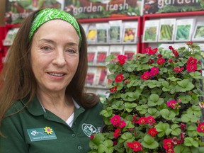 Janeen Collins-Dera, a master gardener and event committee member, pots strawberry plants in preparation for Seedy Saturday March 7 at Carling Heights Optimist Community Centre, where master gardeners will be available to answer questions, give free seminars, swap seeds and share their passion. Mike Hensen/The London Free Press