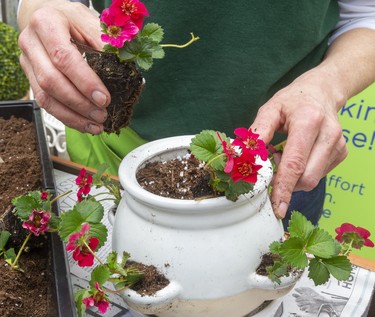 Strawberries for Seedy Saturday with Janeen Collins-Dera London Middlesex master gardener in London, Ont.   Mike Hensen/The London Free Press/Postmedia Network