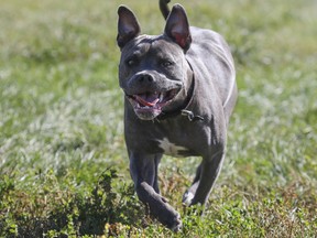 A file photograph from 2016 shows a one-year-old pit bull dog.