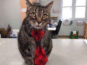 Mac was the greeter cat at the Sarnia and District Humane Society. He died Thursday. (Handout)