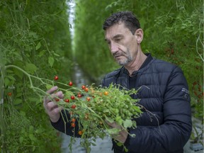 Peter Quiring, owner of Nature Fresh Farms in Leamington, surveys his produce at one his greenhouses, Tuesday, March 31, 2020. Quiring is concerned about the status of migrant workers his company needs to harvest produce in the coming weeks.