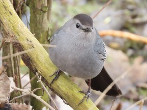 Although most gray catbirds won’t be back in Southwestern Ontario for another month, a few of the heartiest individuals already have returned. This species is named for its cat-like vocalizations. (PAUL NICHOLSON, Special to Postmedia News)