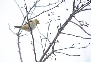 A non-breeding male goldfinch takes a break from snacking on berries in London on Thursday, the first day of spring. (Derek Ruttan/The London Free Press)