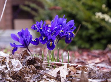 Crocuses are blooming in gardens all over the city, signalling the arrival of spring in London. (Derek Ruttan/The London Free Press)