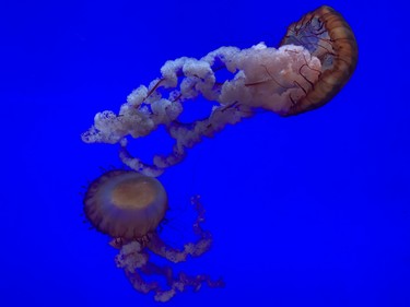 It's fascinating to watch Pacific Sea Nettles as they gracefully shift shapes in a large beautifully lit tank at Ripley's Aquarium. (BARBARA TAYLOR, The London Free Press)