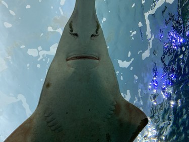 Cool to look up and catch a stingray's smile at Ripley's Aquarium. (BARBARA TAYLOR, The London Free Press)