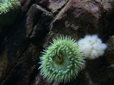 Anemones are cool to behold at Ripley's Aquarium of Canada. (BARBARA TAYLOR, The London Free Press)