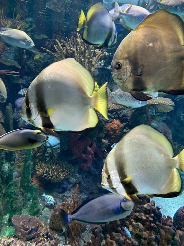 Colourful fish are always a charm at Ripley's Aquarium. (BARBARA TAYLOR, The London Free Press)