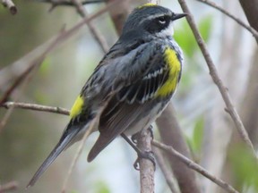 The well-named yellow-rumped warbler will be flying through Southwestern Ontario over the next two months. (Paul Nicholson, Special to Postmedia News)