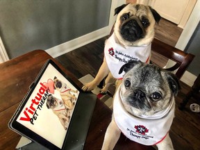 Igor and Zombie, therapy dogs with the St. John Ambulance program, get ready for their virtual visit with patients at Parkwood Hospital. The program that sends out volunteers and their dogs to London retirement homes, schools, hospitals and emergency dispatch centres is doing virtual visits through Zoom and Facebook video amid the COVID-19 pandemic. (St. John Ambulance supplied photo)