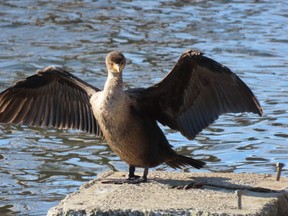 Double-crested cormorants will frequently be seen at rest with their wings held out from their body. This lets water drain from their wings after they fish under water. (Paul Nicholson/Special to The Free Press)