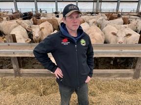 Jack Chaffe, a beef farmer from the Mitchell, area in Perth County said Ontario was on the verge of losing 20 per cent of its beef producers before the pandemic, and now expects the casualties will be in the neighbourhood of 40 per cent.  CORY SMITH/POSTMEDIA NETWORK