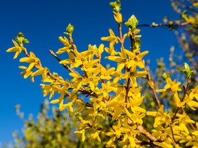 As soon as the forsythia blooms, it's time to start adding more grass seed to existing lawns or start from scratch. (Getty Images)