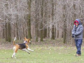 Tracy Gardiner of London plays fetch with her fox hound Bailey at the Adelaide Street north dog park in London.  The Ontario Government has now shuttered dog parks along with beaches, playgrounds and sports fields in order to try and stop the COVID-19 pandemic. (Mike Hensen/The London Free Press)