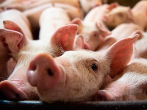 Pigs on a farm in Quebec.