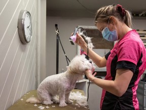 Nicole Greer grooms Oogi, a Coton De Tulear dog, at Tail Spin Dog Spa during a phased reopening from the coronavirus disease (COVID-19) restrictions in Toronto, Ontario, Canada May 19, 2020. (REUTERS/Carlos Osorio)