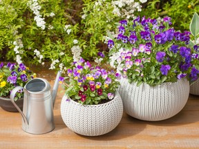 Pansies are available in a dazzling number of varieties.
