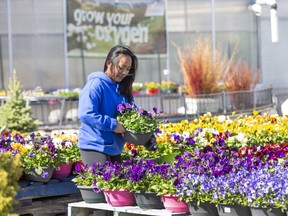Parkway Garden Centre's supervisor for online orders Maili Walker picks plants for an online order on Monday May 4, 2020. "It's been super busy these past few days," she said. (Derek Ruttan/The London Free Press)