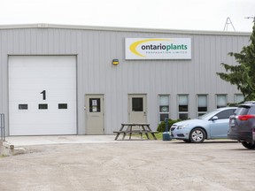 Eight migrant workers employeed by Ontario Plants Propagation Limited in St. Thomas, Ont. have tested positive for COVID-19. Photo shot on Friday May 29, 2020. Derek Ruttan/The London Free Press/Postmedia Network