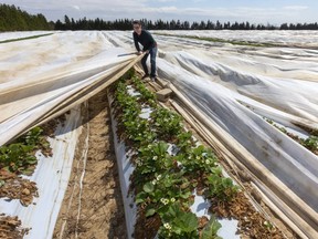 Will Heeman pulls a section of blanket back over Heeman's Garden Centre's crop of everbearing strawberries at their farm on Nissouri Road Thursday after winds had stripped it off the plants it is meant to protect. Heeman says the strong winds will help the farmers as the very cold air expected this weekend won't settle on the plants. But he added once temperatures get down to -7 C, blankets and any other measures won't help. (Mike Hensen/The London Free Press)