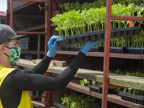 Josh McFee grabs a tray of watermelon plants as planting continues at LCP Farms Inc. near Mt. Brydges. (Mike Hensen/The London Free Press)