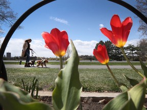 A woman walks her dogs near the tulips at Dow's Lake in Ottawa on Tuesday. Tony Caldwell/Postmedia