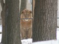In this file photo, a lion peers out of its enclosure at the Roaring Cat Retreat south of Grand Bend. An Ontario judge has ordered the owners to remove their exotic animals, including two tigers and eight lions, by June 2.