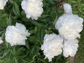 Peonies have been known to live for 100 years. These beautiful white ones bloomed in London earlier this week.
BARBARA TAYLOR/THE LONDON FREE PRESS