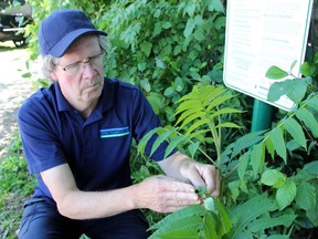 John Enright, a forester with the Upper Thames River Conservation Authority, looks for gypsy moths at Warbler Woods in west London, one of the city's Environmentally Significant Areas. JONATHAN JUHA/The London Free Press