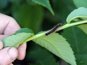 A gypsy moth in caterpillar form. JONATHAN JUHA/The London Free Press