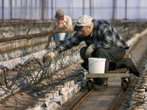 A greenhouse labourer from Mexico works in a greenhouse in Leamington in 2001. (File photo/Postmedia Network)