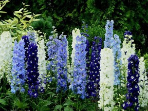 Delphiniums are a welcome addition to any garden, but Gerald Filipski recommends taking precautions to prevent delphinium worm from devastating the plants.