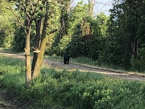 A black bear was spotted on the Goderich to Auburn Rail Trail, near Westmount Line northeast of Goderich, on Wednesday morning. It was the second bear sighting in Southwestern Ontario this week. (Supplied)