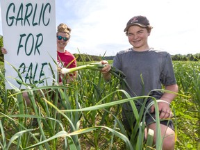 Heidi, 15, and Brody 14, Michitsch, who live near Thorndale, show off young garlic bulb in their first crop of the pungent vegetable. They hope to add to the supply of fresh garlic for local shoppers. (Mike Hensen/The London Free Press)