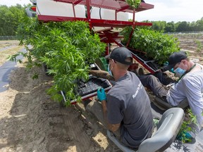 WeedMD employees use a repurposed tobacco planter to plant cannabis at the company's Strathroy farm next door to its greenhouse complex on Inadale Drive. (Free Press file photo)