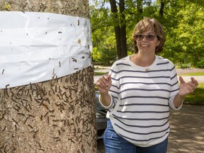 Ruth Allan of Port Franks is seriously creeped out by the thousands upon thousands of gypsy moth caterpillars which have enveloped the Lake Huron beach community northwest of London as part of the insect's regular pattern of a surge in population every six or seven years.  (Mike Hensen/The London Free Press)