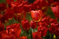 Colourful tulips symbolize new life and warmth and are a wonderful way to brighten anyone's day, gardening columnist Denise  Hodgins says. (Derek Ruttan, The London Free Press)