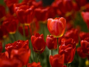 Colourful tulips symbolize new life and warmth and are a wonderful way to brighten anyone's day, gardening columnist Denise  Hodgins says. (Derek Ruttan, The London Free Press)