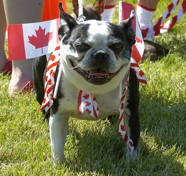 CANADA DAY 2011: Peggy, a six-year-old Boston Terrier owned by Allan Cooper of Komoka, was dressed and ready to participate in the annual Canada Day Del-Ko-Brydge parade on Friday July 1, 2011 in Komoka. (Sue Reeve/The London Free Press)