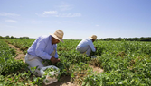 A Norfolk farmer has successfully appealed the Haldimand-Norfolk Health Unit's three-worker bunkhouse cap during the mandatory 14-day quarantine period for migrant workers,  but the health unit already has said it will appeal and the three-worker limit remains in effect until the appeal is heard. (Postmedia photo)