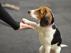 Puppy socialization classes, like those offered at When Hounds Fly Dog Training, helps teach your dog good manners. SUPPLIED
